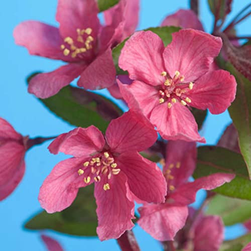 Haloppe 100 piezas de semillas de plantas de flores de begonia para plantar en el jardín del hogar, semillas de flores naturales para el jardín Semillas de begonia