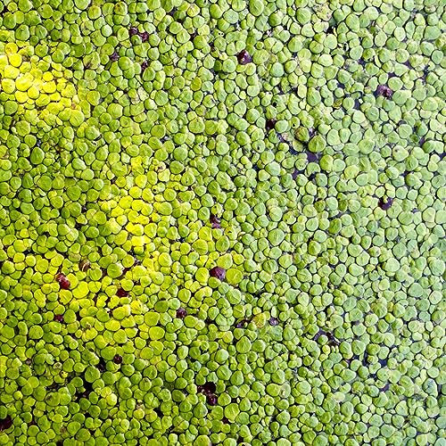 800 pcs Wasserlinsen Teich Samen, aquariumpflanzen echte (Lemna minor) nachhaltige geschenke teichdeko für draußen garten geschenk bodendecker pflanzen für garten wasserpflanzen aquarium