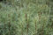 Salix el. 'Angustifolia' ('rosmarinifolia') - Saule À Feuilles De Romarin 30-40 cm en pot