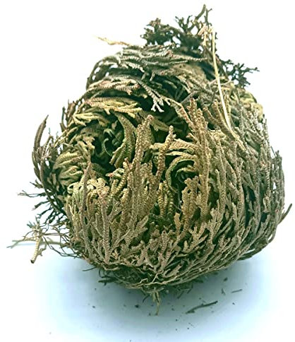 CRIGEMA - Rosa di Gerico dal Messico - Pianta della Resurrezione - ca. 6x4 cm - Confezionata in un Sacchettino con Zip Richiudibile