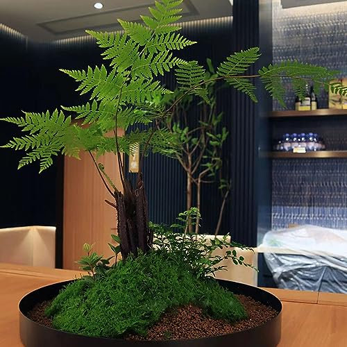 30 Pcs Alsophila Spinulosa Samen, Zimmerbonsai Bonsai, Gartendeko Für Draußen Baum Bonsai Samen, Exotische Zimmerpflanzen Samen Baumsamen Winterharte Pflanzen Für Den Garten Bio Samenwinterharte
