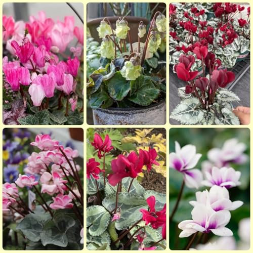 Semi di ciclamino - piante da balcone resistenti Ciclamino persico, Acquista piante di ciclamino resistenti semi di piante da giardino piante invernali per esterno fiori autunnali 300pcs