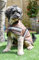 Rhinegold Hundemantel, wasserdicht, 40 cm, Braun