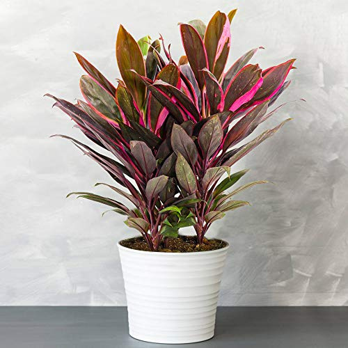 2 x Cordyline Tango - Vielfarbige Luftreinigende Zimmerpflanzen - Topf Pflanze - Pflegeleichte Zimmerpflanzen Halbschatten - Ideale Innenraum Pflanzen - Echte Pflanzen im 12cm Topf