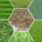 Rasen Grassamen Golf Fußballplätze Villa Special Grade Immergrüne Rasensamen 200 Stücke Hochwertige Blumen Und Samen