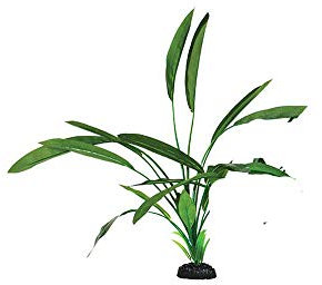 Cryptocorne Green Silk Like Plant 50cm by KenKoi