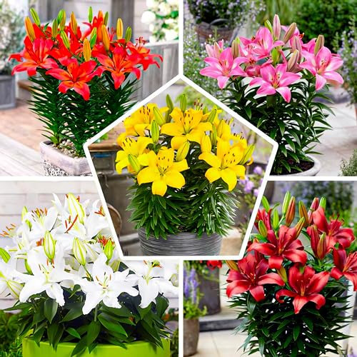 15x Bulbi di Gigli Matrix per Giardino Collezione - Mix di 5 Varietà - 3 per Ogni Colore - Bulbi Perenni e Resistenti al Freddo Mix (no Semi) - Mix dall’Olanda per Giardino e Vaso