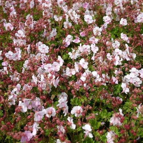6 x Storchschnabel 'Cambridge' - Geranium Cantabrigiense 'Cambridge' Topf 9x9cm: Weiße Blüten, immergrünes Laub, pflegeleicht, sonnige bis halbschattige Standorte. Ideal als Bodendecker.