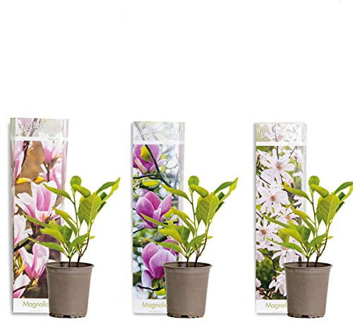 Bloomique - 3er-Set - Magnolien Mix - Magnolie - Strauch - Pflegefreundlich - Topf 09 cm - Höhe 20-25 cm