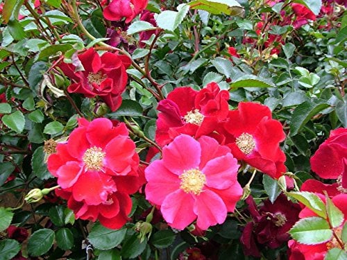 Red Rose Rugosa 15 Semi - Rosa - - perenni:SEEDS