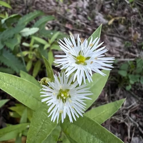 100 pcs Vogelmiere Pflanze Samen - kräuterbeet, nachhaltige geschenke Stellaria media - kräuter blumensamen balkon blumen bio samen kräutergarten indoor geschenke für gärtner balkon