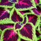 seedsown 25 Gemüsesamen - Paprika Miniatur-Schokoladen-Glocke