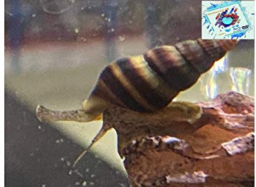 Topbilliger Tiere Raubschnecke Helena - natürliche Schneckenfalle 5X