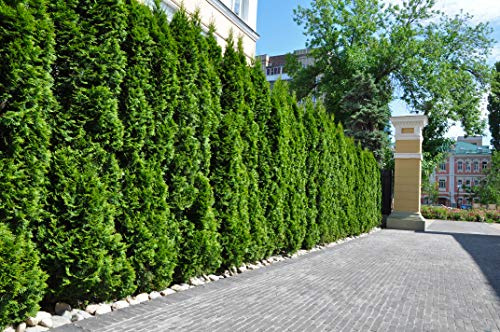 20st. Thuja Smaragd 80-100cm im Topf Heckenpflanzen Lebensbaum Edelthuja Gartenhecke Hecke Immergrüne Pflanze