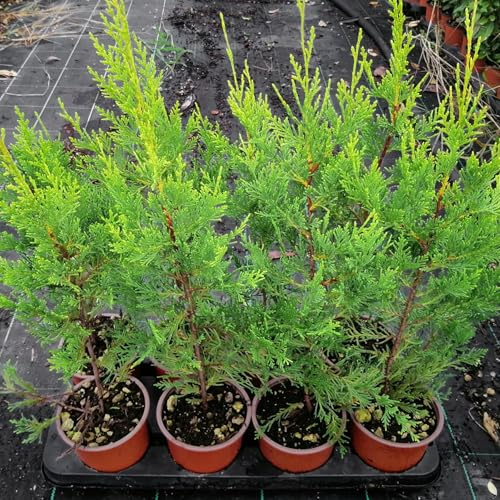 Cipresso Cupressocyparis leylandii Castlewellan gold, 10 piante con altezza 40/60 cm, vaso 13