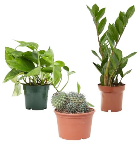 Verdecora Pack Plantas para Principiantes | Zamioculca + Potho + Cactus en maceta Ø12cm | Set de Bajo Mantenimiento | Ideal para Regalo