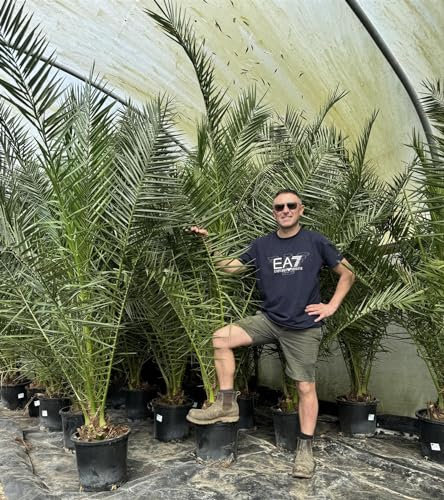 Direct Plants Phoenix Date Palm Tree 6ft Extra Large Big Chunky Plant in a Pot