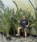 Direct Plants Phoenix Date Palm Tree 6ft Extra Large Big Chunky Plant in a Pot