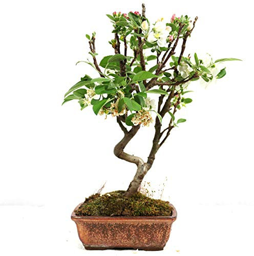 Manzano ornamental, Malus, bonsái para exterior, 7 años, altura 28 cm