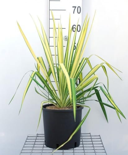 Yucca Flaccida Golden Sword bellissima pianta in vaso ø19 cm h. 40/60 cm Vivaio di Castelletto