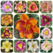 400 pcs Taglilien Winterhart Pflanze Samen zimmerpflanzen samen frühlingsblumen Taglilien Kaufen Samen blumen winterhart, garten pflanzen blumensamen geschenk, pflanze garten geschenke