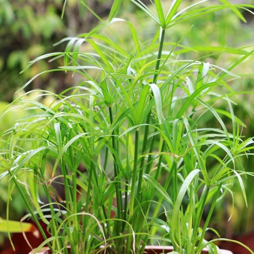 zyperngras samen topfpflanzen echt pflanzensamen grünpflanzen Umbrellapflanze bonsai ziergräser winterhart blumen samen schattenpflanzen gräser winterhart heckenpflanzen garden draußen 600pcs