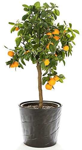 Orange Tree Citrus Fruit Houseplant Grow Your Own, Patio Plant for Home, Office & Conservatory 9cm Pot by Thompson & Morgan (1)