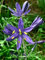 30 blaue Camas-Camass-Lilie, wilde indische Hyazinthe, Camassia Quamash-Blumensamen