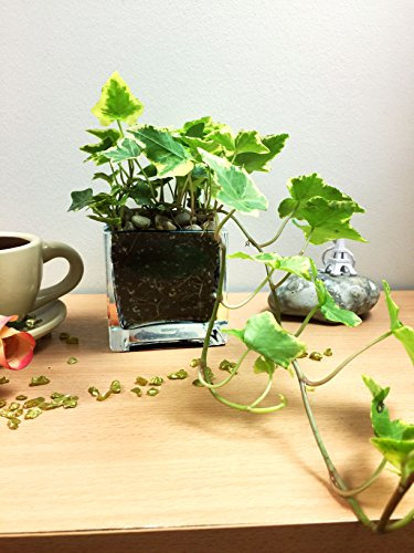 Easy Plants English Ivy Hedera dans un vase carré en verre