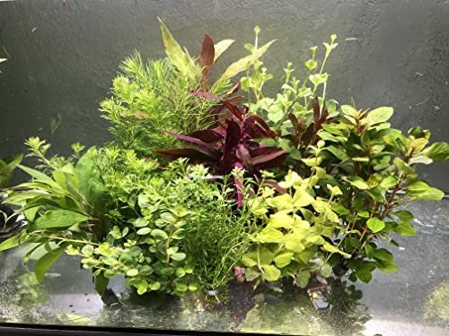 10 Bund Aquariumpflanzen Wasserpflanzen Pflanzen Aquarium gegen Algen im Aquarium