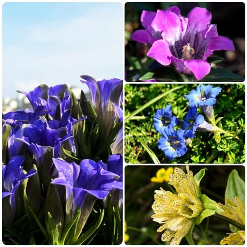 300 pcs Enzian pflanze winterhart samen, balkon hochbeet schmetterlingswiese,Gentiana cruciata, gartenkräuter seed bienen wiese winterharte balkonpflanzen seeds pflanztopf bienenfreundliche