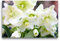 Premium Textil-Leinwand 45 x 30 cm Quer-Format Weiße Christrosen oder Schneerosen | Wandbild, HD-Bild auf Keilrahmen, Fertigbild auf hochwertigem Vlies, Leinwanddruck von Gisela Kruse