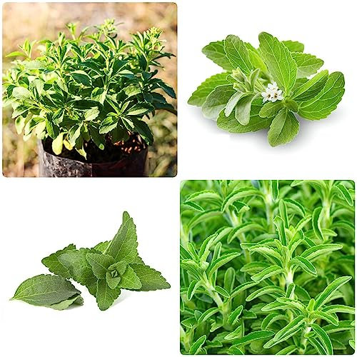 Stevia Organic - Stevia Rebaudiana - Piante in vaso Outdoor resistenti per il giardino Semi di piante Piante resistenti per il giardino Piante resistenti in vaso 200 Pezzi