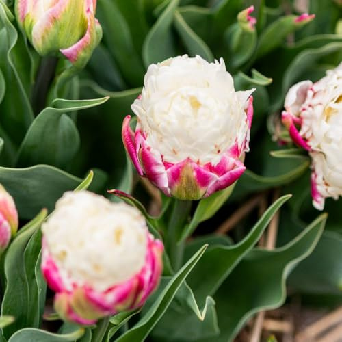 Tulip ‘Ice Cream’ – Peony-Style Double Tulip Bulbs – Unique Pink and White Blooms – Ideal for Borders, Patio Pots & Cut Flowers – Hardy Spring Flower – Autumn Planting - 5X Bulbs by T&M