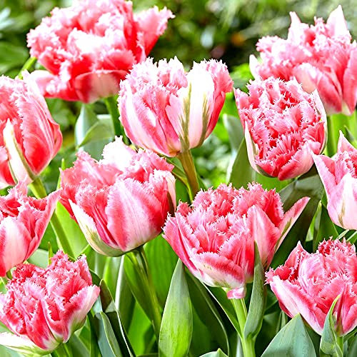 6 x Tulip Crispion Sweet – Spring Flowering Bulbs - Novelty Bedding Plant – Perennial – Goblet Shaped – Long-Lasting Blooms for Cut Flowers – for Your Beautiful Garden