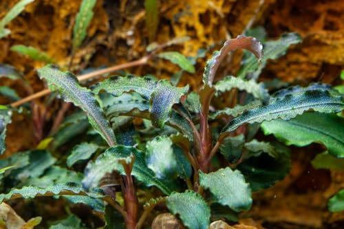 AquaOne Aquarium Pflanze Bucephalandra 'Kedagang' I Wasserpflanze Aquariumpflanze Wurzelstock/Rhizom voll durchwurzelt einfach pflegeleicht Aquascaping Dekoration