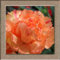 Nelkensamen, bunte Nelken, Blumensamen, Dianthus caryophyllus, Topfblumensamen, 1 Profi-Packung / 50 Stück