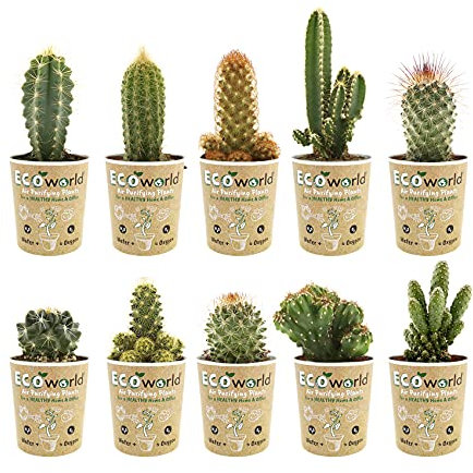 vdvelde.com - Ecoworld Mini Kakteen Set Echt - 10 Verschiedene Arten Kaktus sehr pflegeleicht, benötigen wenig Wasser - 10 mini kakteen echte pflanzen Ø 6 cm - Höhe 8-15 cm - Aus eigener Gärtnerei