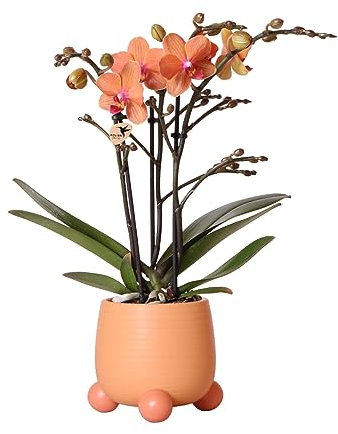 Kolibri Orchids | Orange Phalaenopsis Orchidee - Mineral Bolzano + Rolling Peach - Topfgröße Ø9cm | blühende Zimmerpflanze - frisch vom Züchter