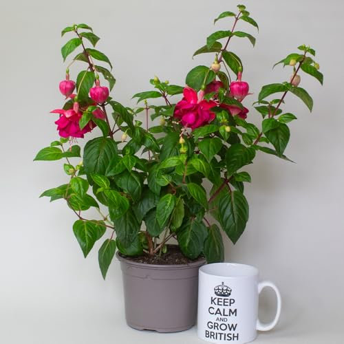 Fuchsia Plant in Full Flower - Garden Ready Perennial Bedding Plants - Outdoor Plants for Gardens, Patios & Borders Supplied in 13cm Pot, 30–40cm Tall (Corse)