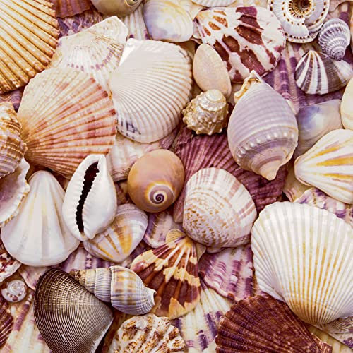 20 Servietten Sammlung an Muscheln | Strand | Meer | Urlaub | Sommer | Maritim | Tischdeko | Decoupage | Serviettentechnik 33x33cm