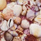 20 Servietten Sammlung an Muscheln | Strand | Meer | Urlaub | Sommer | Maritim | Tischdeko | Decoupage | Serviettentechnik 33x33cm