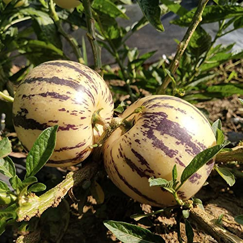 birnenmelone pepino - melonenbirne pflanze kaufen samen - Seltene Pflanzen serie - melone obstbäume kaufen hochbeet für balkon plant garden spalierobst 350 Stück