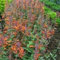 Fresh Seeds - Agastache - Albicocca Sprite - 40 Semi
