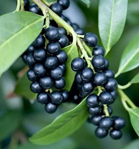 Lorbeerkirsche Zabliana 40-60cm - Prunus laurocerasus - lebende Pflanzen aus der Baumschule