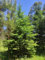30 Semi di Abete Rosso (Picea Abies)