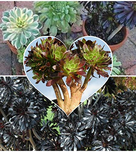 Aeonium gemischte Sorte 20 Hälfte