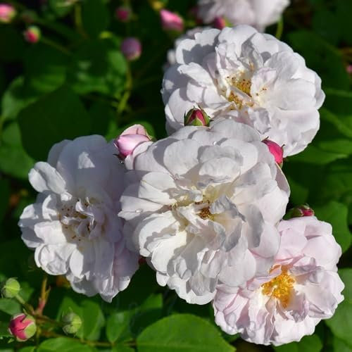 Peter Beales Roses UK Blush Noisette Climbing Rose, Light Pink, Outdoor Use