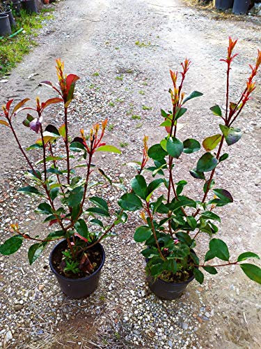 PHOTINIA RED ROBIN, HAUTEUR 50-70 CM, VASO 18