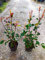PHOTINIA RED ROBIN, HAUTEUR 50-70 CM, VASO 18